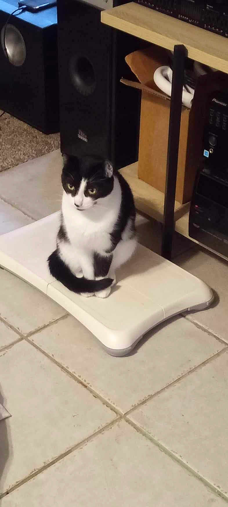 Lil Moo Moo