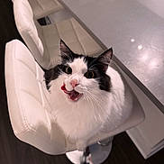 Kensington is registered to the contest to win money with this photo: animal, bar_stool, black_and_white, cat, cute, expression, feline, flooring, fluffy, fur, indoor, kitchen, looking_up, marble_countertop, modern, pet, playful, tongue_out, whiskers, white_chair