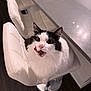 animal, bar_stool, black_and_white, cat, cute, expression, feline, flooring, fluffy, fur, indoor, kitchen, looking_up, marble_countertop, modern, pet, playful, tongue_out, whiskers, white_chair