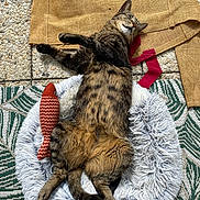 Mario participe au concours pour gagner de l'argent avec cette photo : animal, cat, cozy, feline, fish_toy, fluffy_bed, fur, indoor, patterned_rug, paws, pet, relaxed, resting, rug, sleeping, sprawled, stone_floor, tabby_cat, toy, whiskers