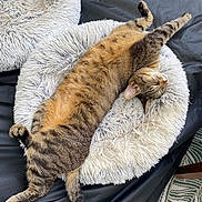 Pea a rejoint le concours — aidez-le/la à gagner de superbes lots ! animal, bed, cat, comfort, cozy, cute, feline, fluffy, fur, home, indoor, paw, pet_bed, relaxed, resting, sleeping, stretched_out, striped, tabby, whiskers