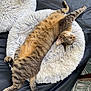 animal, bed, cat, comfort, cozy, cute, feline, fluffy, fur, home, indoor, paw, pet_bed, relaxed, resting, sleeping, stretched_out, striped, tabby, whiskers