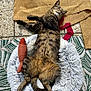 animal, cat, cozy, feline, fish_toy, fluffy_bed, fur, indoor, patterned_rug, paws, pet, relaxed, resting, rug, sleeping, sprawled, stone_floor, tabby_cat, toy, whiskers