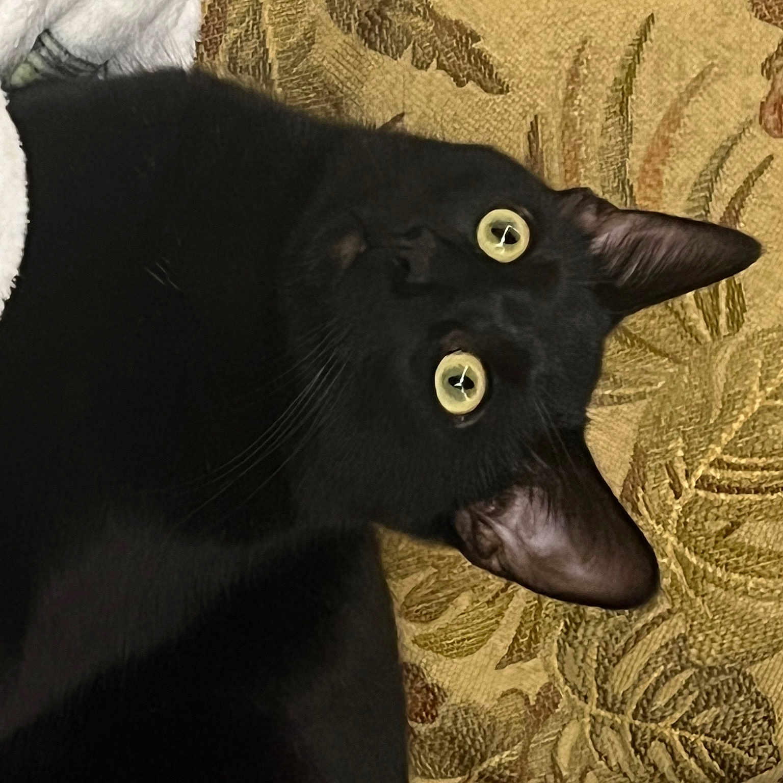 Mr. Mayor Pickles