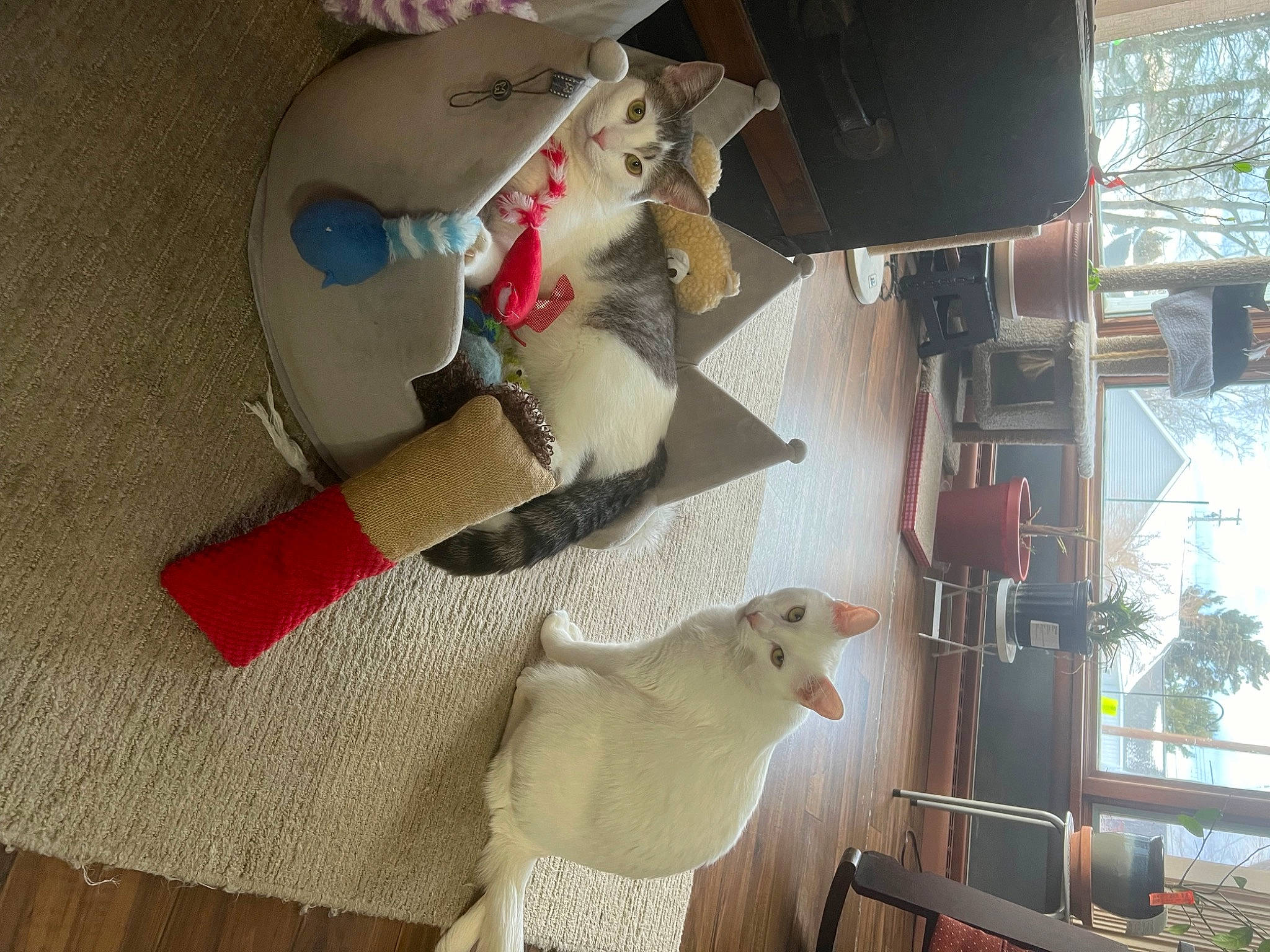 Angelo is registered to the contest to win money with this photo: art, carmine, flooring, glass, machine, paper, plant, plastic, plush, room, stuffed_toy, toy, tree, visual_arts, window, wood