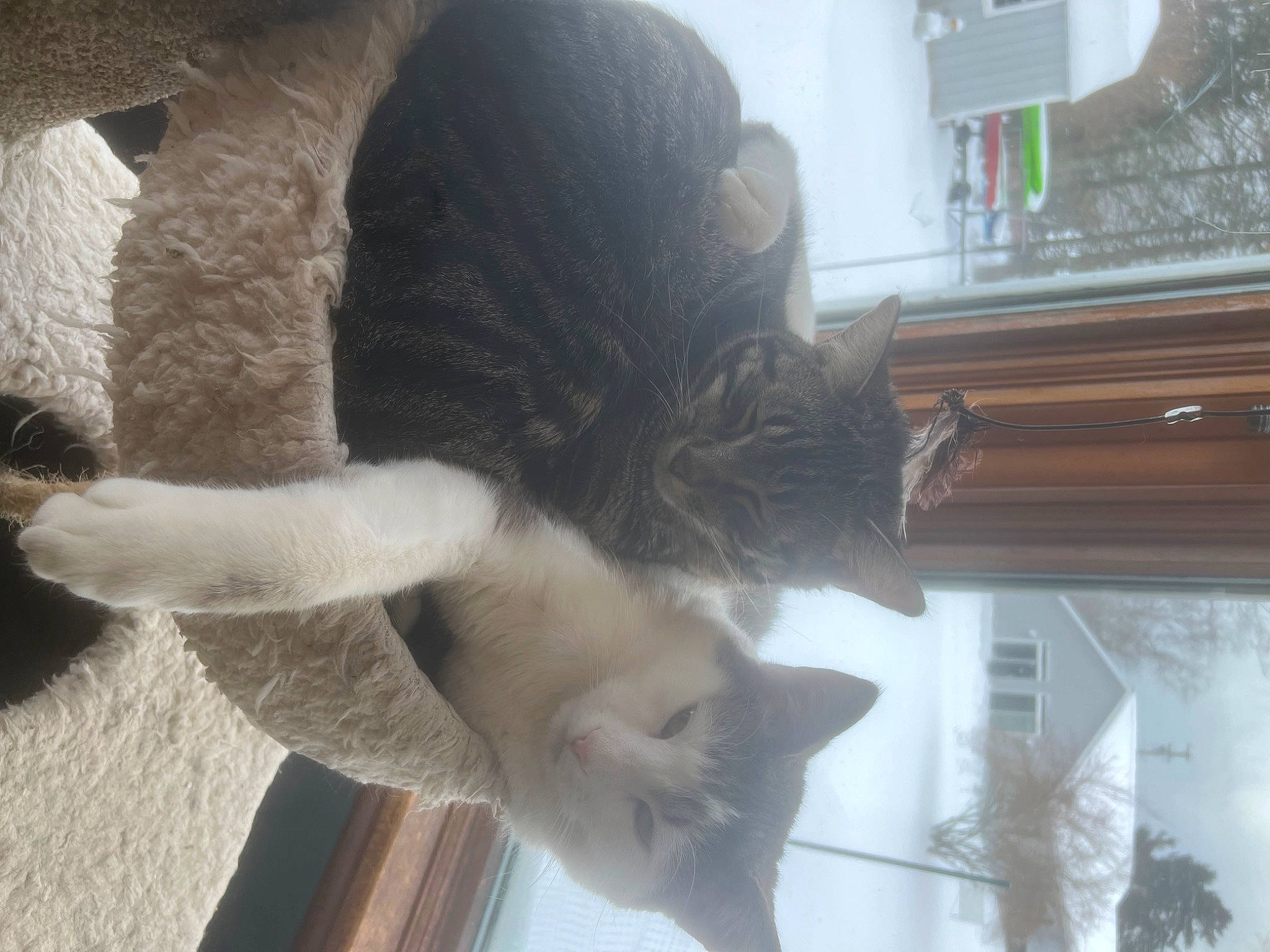 Angelo joined the competition — help win amazing prizes! carnivore, cat, claw, comfort, domestic_short_haired_cat, door, fawn, felidae, flooring, fur, house, paw, plant, room, small_to_medium_sized_cats, snout, tail, whiskers, window, wood