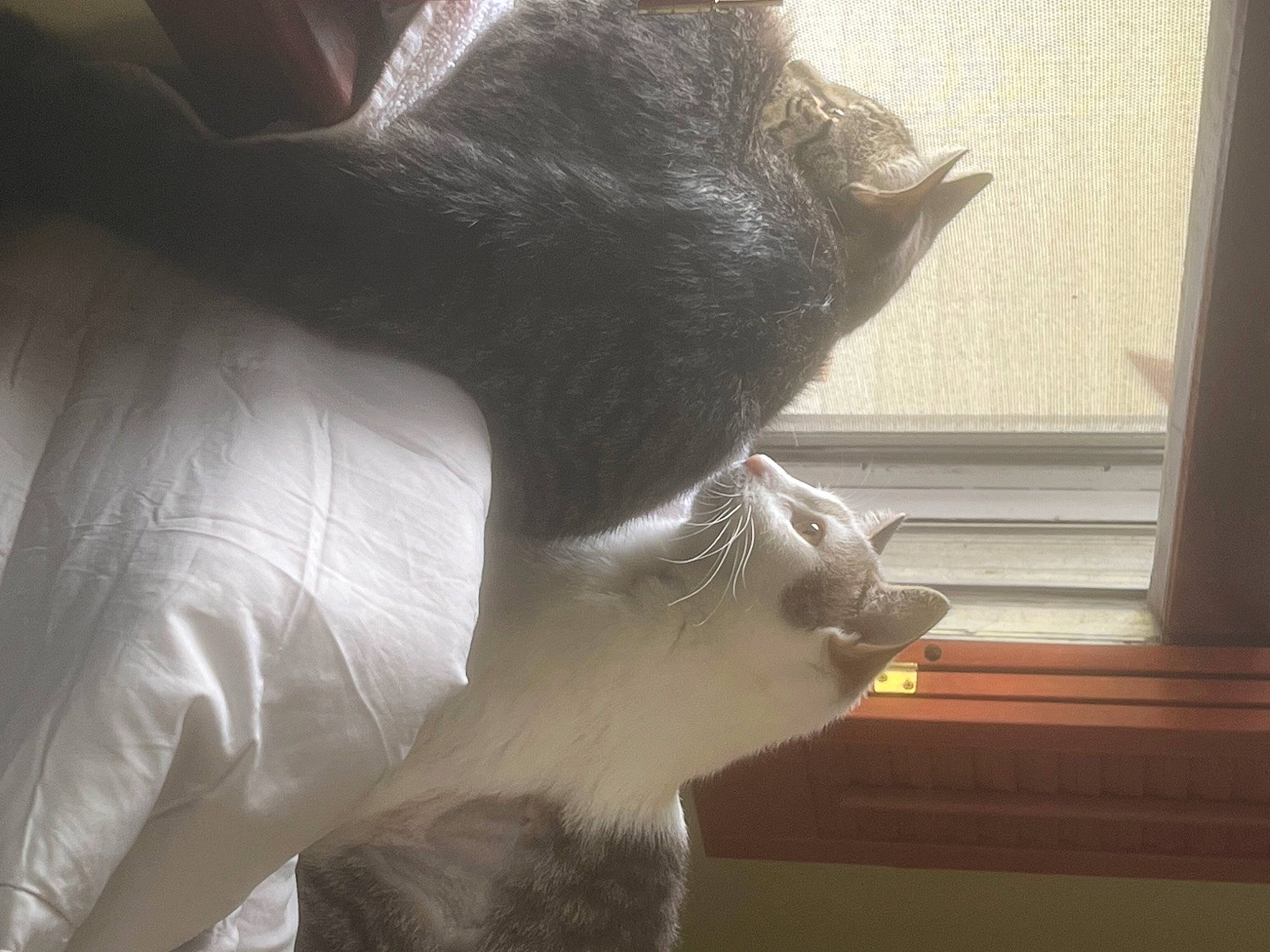 Angelo joined the competition — help win amazing prizes! canidae, cat, comfort, ear, eye, fawn, feather, felidae, fur, head, human_leg, jaw, small_to_medium_sized_cats, snout, tail, tints_and_shades, whiskers, window, window_treatment, wing