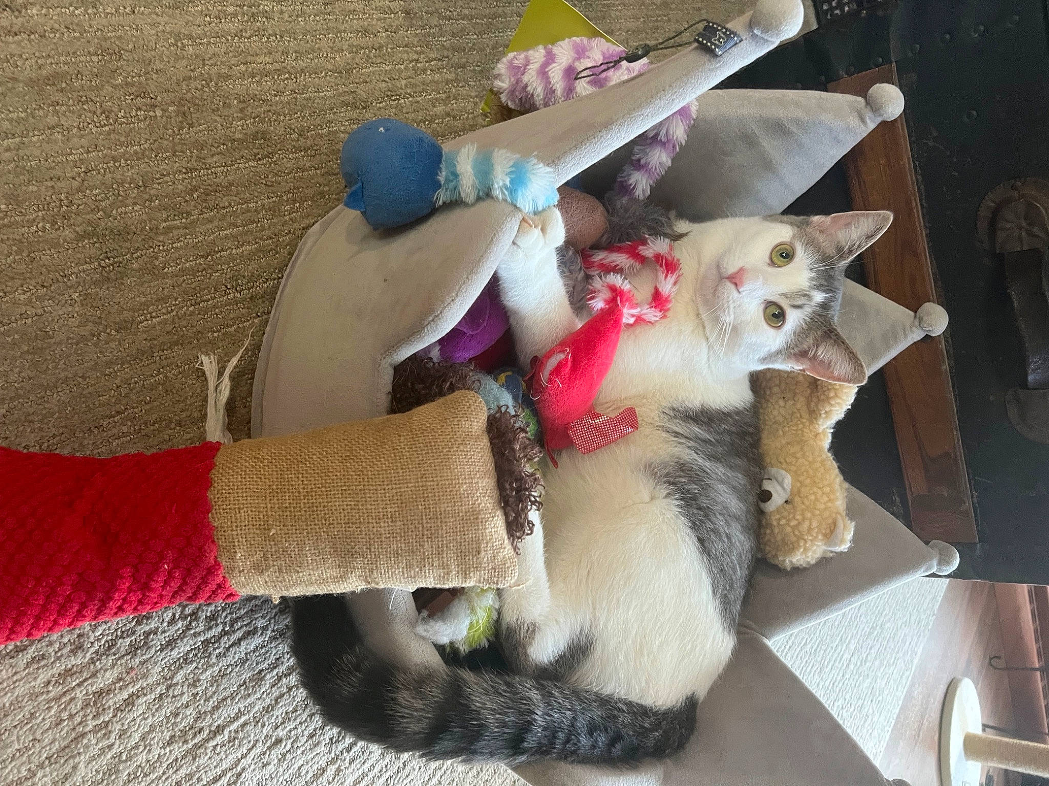 Angelo is registered to the contest to win money with this photo: carmine, carnivore, cat, comfort, companion_dog, domestic_short_haired_cat, fawn, felidae, fur, paw, plush, room, small_to_medium_sized_cats, stuffed_toy, tail, toy, whiskers, wood