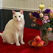 Pope Francis joined the competition — help win amazing prizes! animal, apples, bouquet, cat, colorful, cozy, decor, domestic, flowers, fruit_bowl, indoor, pet, plant, red_tablecloth, sitting, still_life, table, vase, wall, white_cat