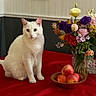 animal, apples, bouquet, cat, colorful, cozy, decor, domestic, flowers, fruit_bowl, indoor, pet, plant, red_tablecloth, sitting, still_life, table, vase, wall, white_cat