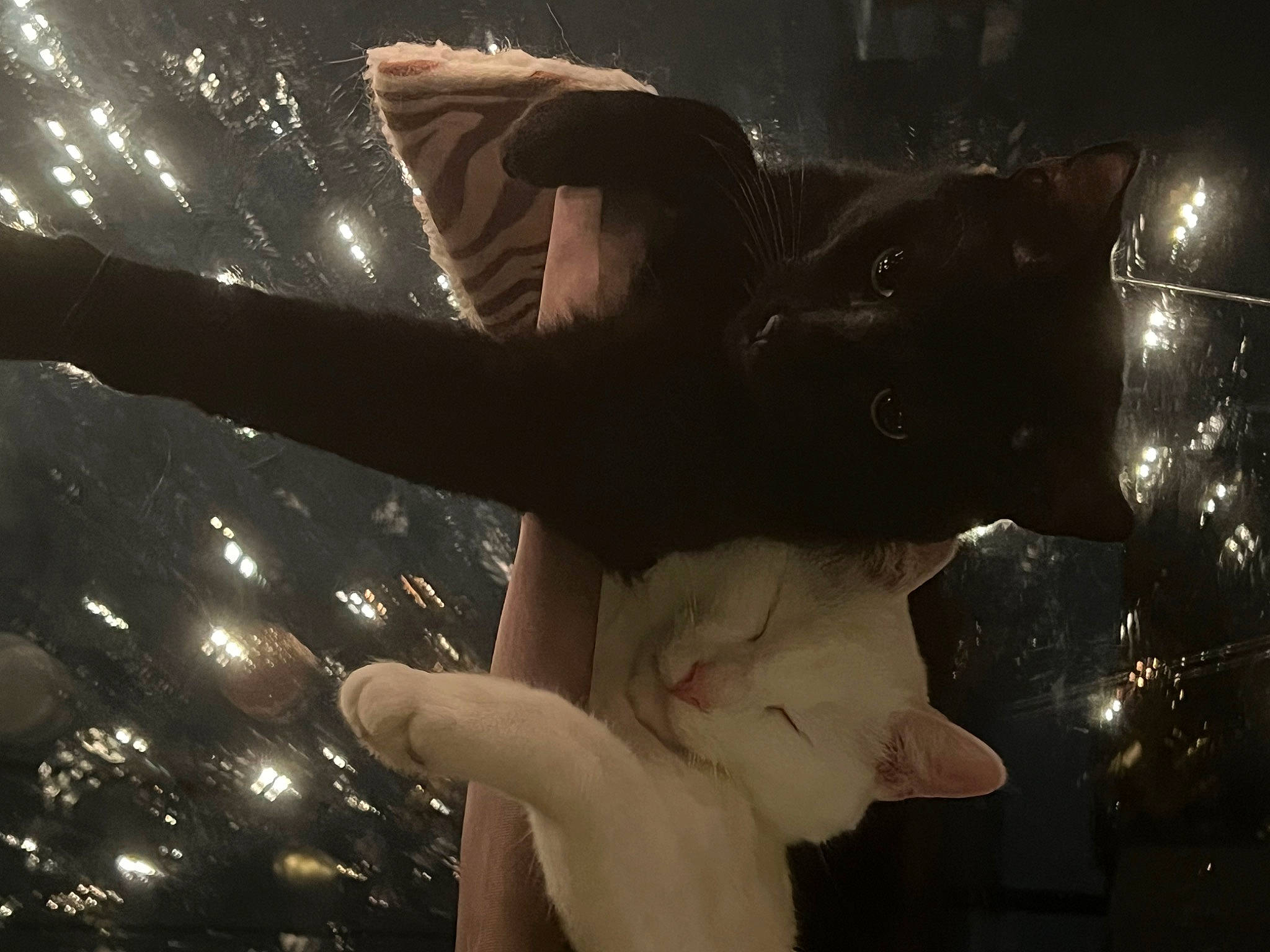 Pope Francis is registered to the contest to win money with this photo: cg_artwork, darkness, dress, entertainment, event, fictional_character, flash_photography, fur, gesture, hand, holiday, midnight, performance, performance_art, performing_arts, plant, space, star, tree, wing