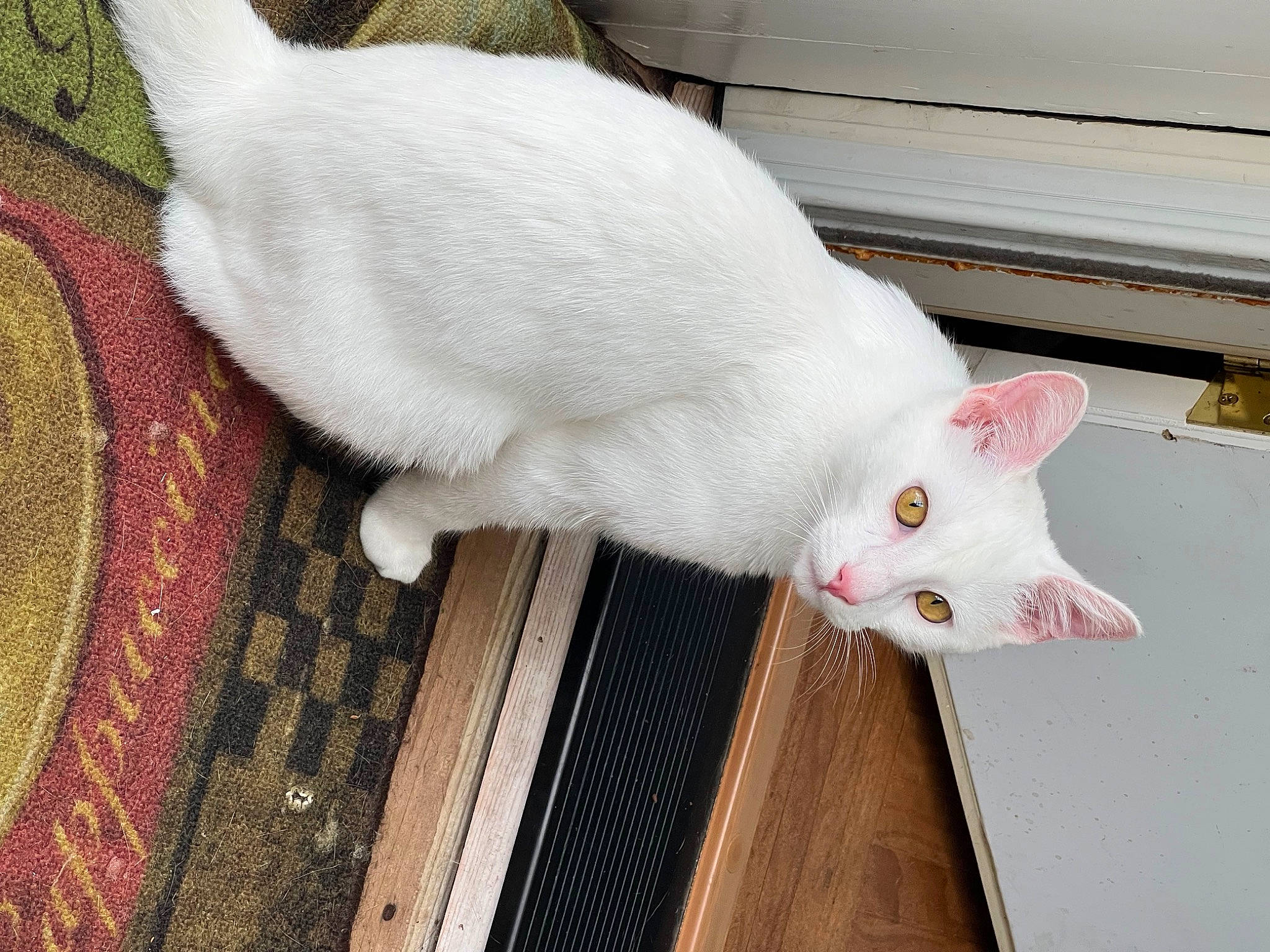 Pope Francis is registered to the contest to win money with this photo: carnivore, cat, claw, comfort, domestic_short_haired_cat, fawn, felidae, flooring, fur, hardwood, head, line, pattern, paw, small_to_medium_sized_cats, snout, tail, whiskers, wood, woven_fabric