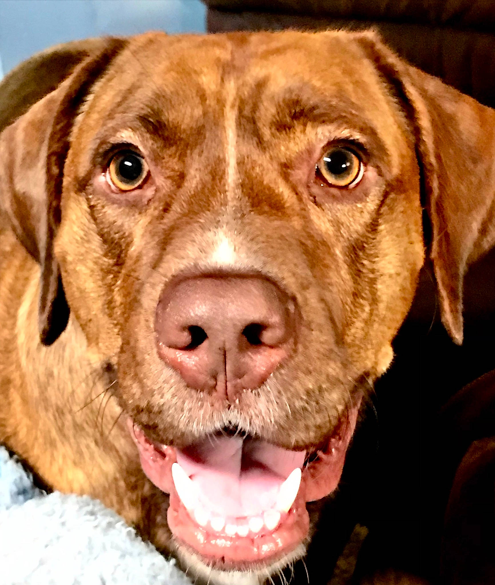 Chance is registered to the contest to win money with this photo: canidae, carnivore, close_up, collar, companion_dog, dog, dog_breed, dog_collar, ear, fawn, fur, gun_dog, hunting_dog, liver, snout, sporting_group, whiskers, working_animal, working_dog, wrinkle