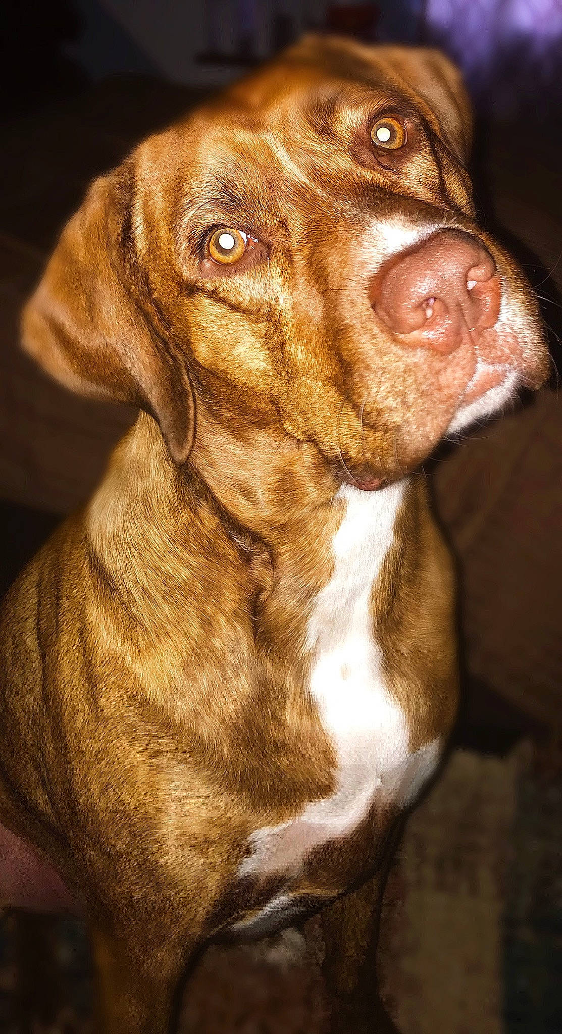 Chance is registered to the contest to win money with this photo: canidae, carnivore, close_up, companion_dog, dog, dog_breed, ear, fawn, fur, gun_dog, hunting_dog, liver, pet_supply, snout, sporting_group, terrestrial_animal, whiskers, working_animal