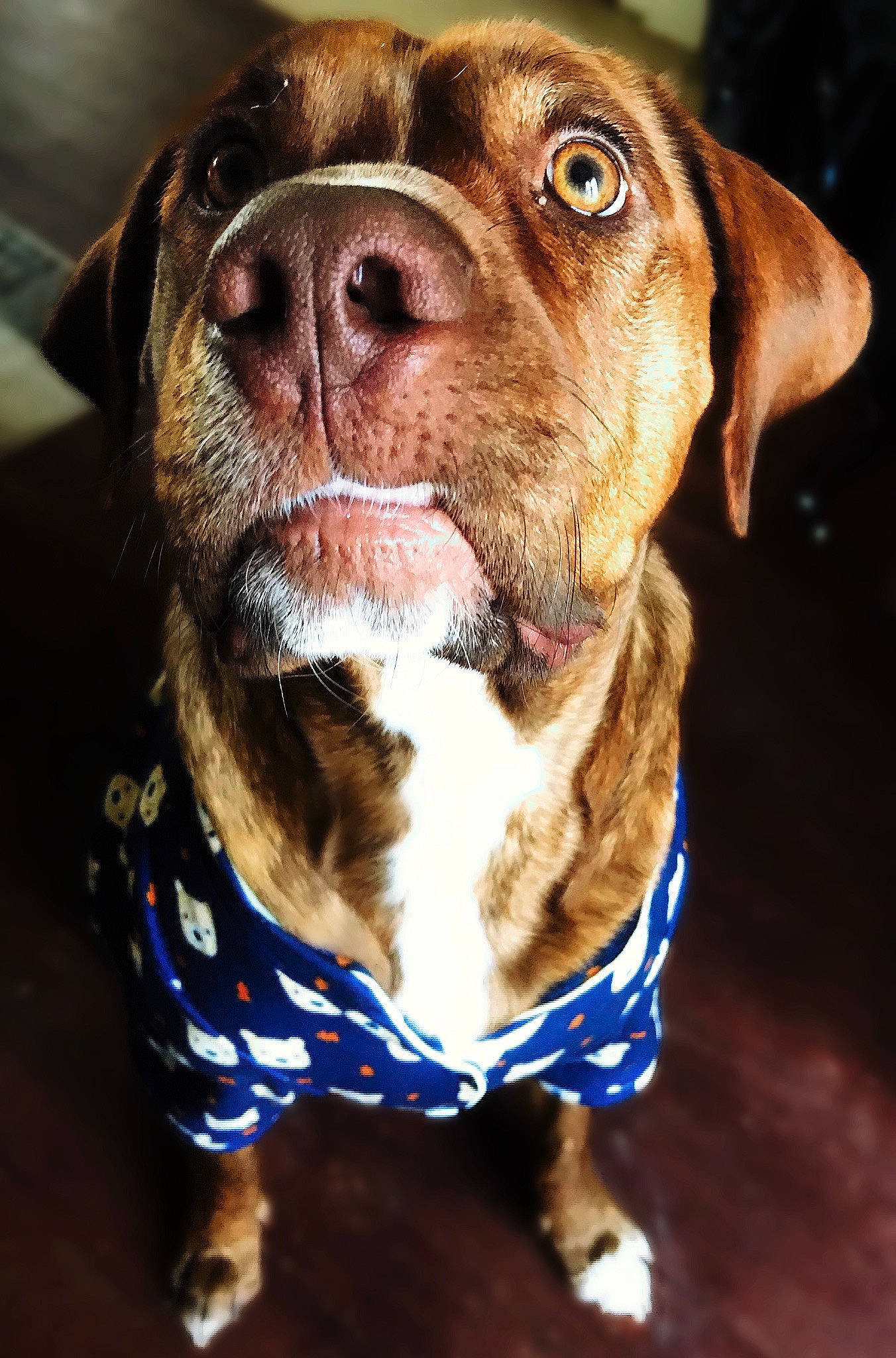 Chance is registered to the contest to win money with this photo: canidae, carnivore, collar, companion_dog, dog, dog_breed, dog_collar, dog_supply, electric_blue, fawn, fur, gun_dog, hunting_dog, liver, pet_supply, sporting_group, terrestrial_animal, whiskers, working_animal, working_dog