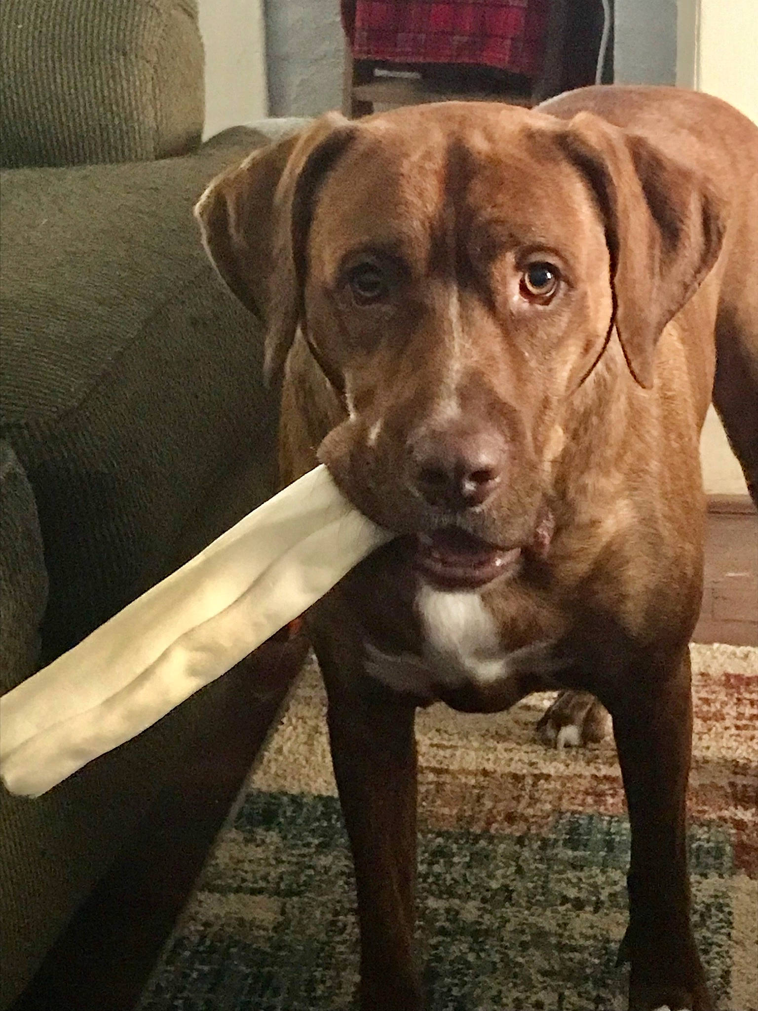 Chance joined the competition — help win amazing prizes! canidae, carnivore, chair, companion_dog, couch, dog, dog_breed, dog_collar, fawn, fur, gun_dog, liver, metal, plant, snout, sporting_group, terrestrial_animal, whiskers, wood, working_animal