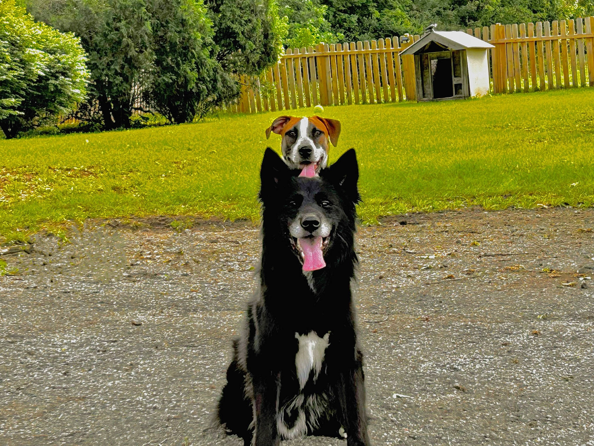 Damien joined the competition — help win amazing prizes! asphalt, carnivore, collar, companion_dog, dog, dog_breed, dog_collar, dog_sports, dog_supply, fence, grass, herding_dog, leash, pet_supply, plant, snout, sporting_group, tree, working_animal, working_dog