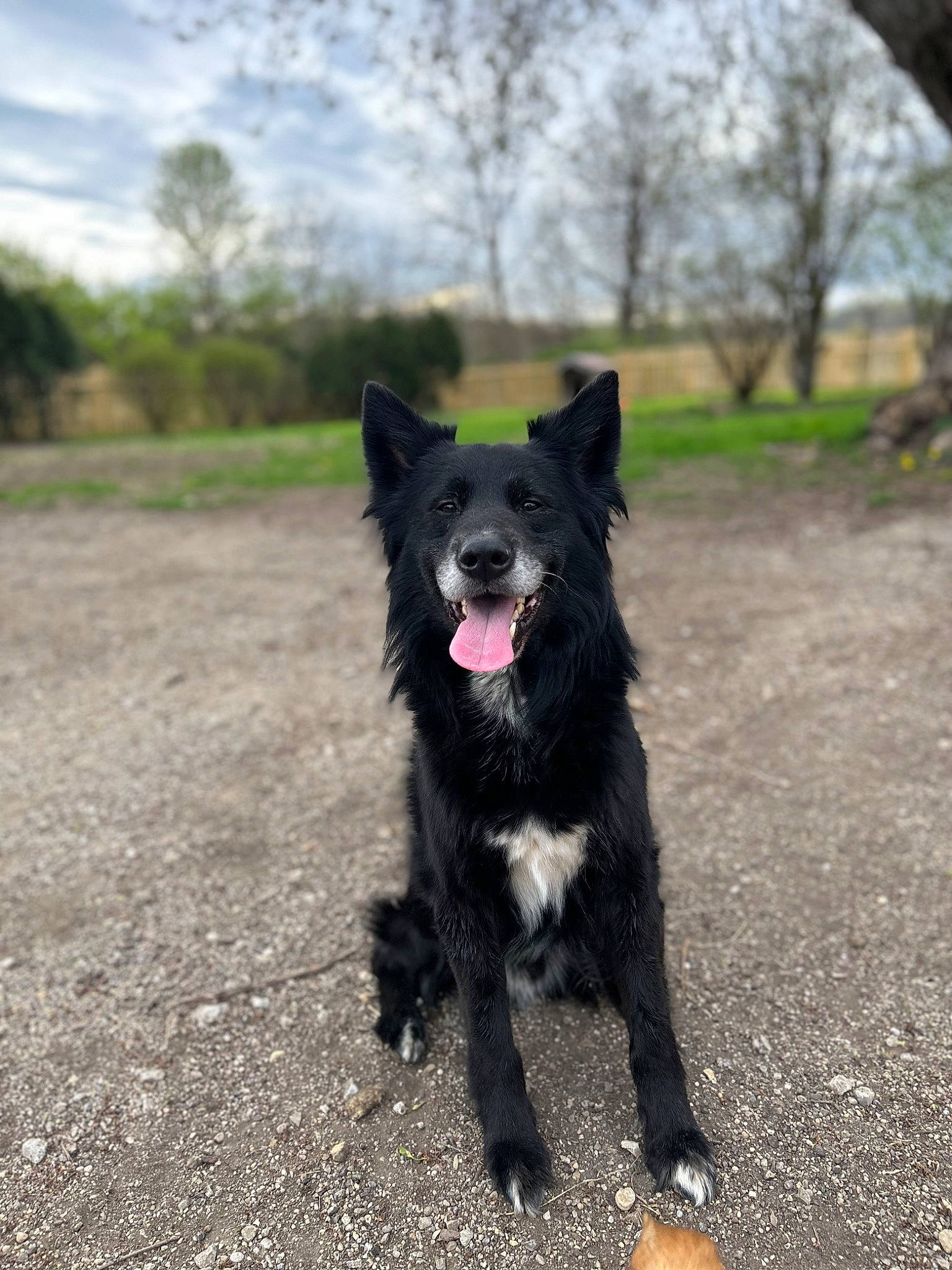 Damien joined the competition — help win amazing prizes! canidae, carnivore, cloud, companion_dog, dog, dog_breed, fur, grass, herding_dog, non_sporting_group, plant, sky, snout, sporting_group, tail, tree, working_animal, working_dog