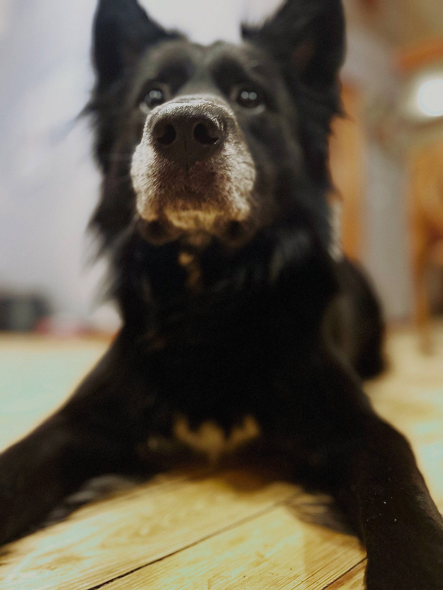 Damien is registered to the contest to win money with this photo: ancient_dog_breeds, canidae, carnivore, companion_dog, dog, dog_breed, flooring, fur, guard_dog, hardwood, non_sporting_group, snout, sporting_group, terrestrial_animal, whiskers, wood, working_animal, working_dog