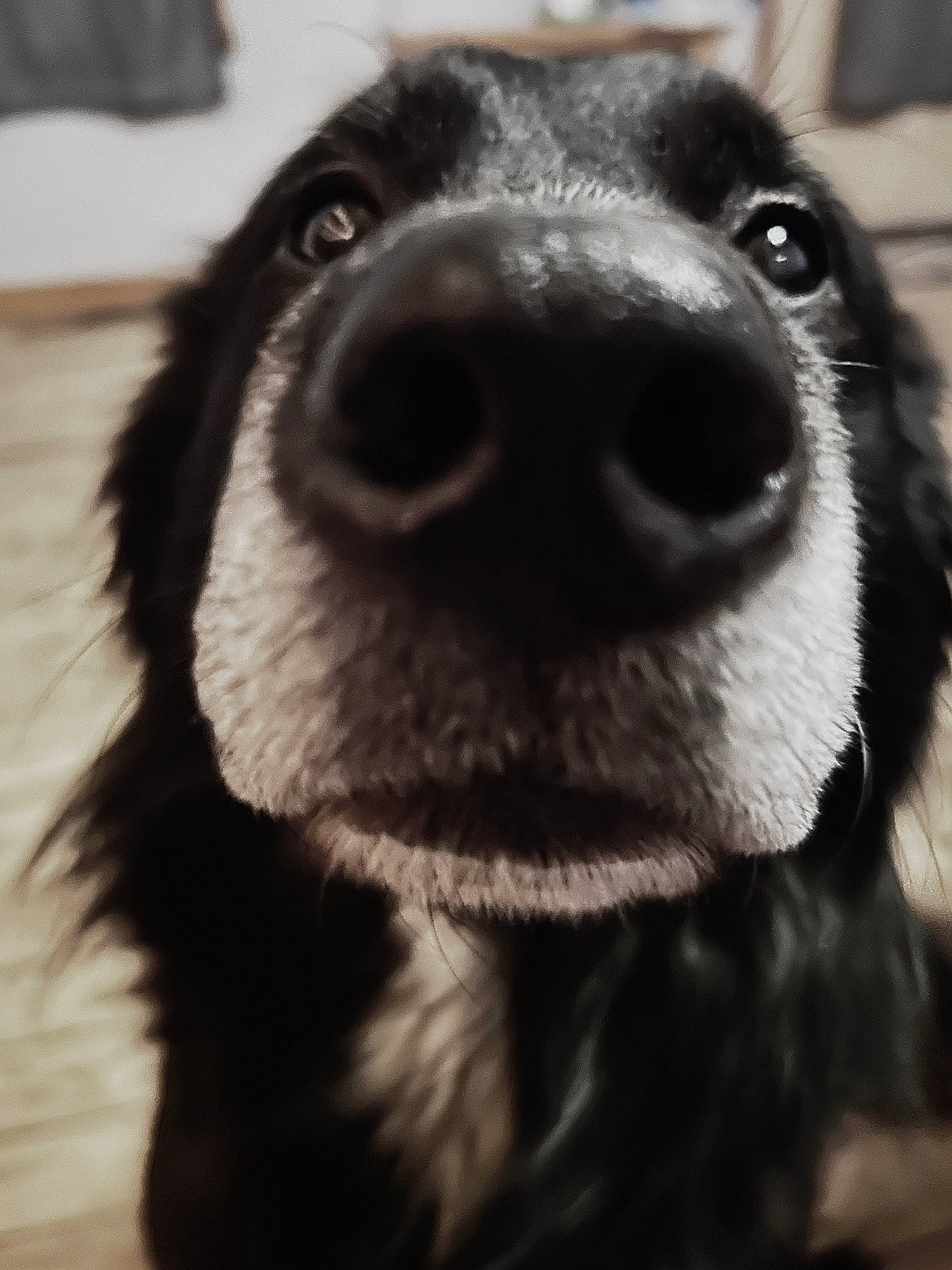 Damien joined the competition — help win amazing prizes! canidae, carnivore, close_up, collar, companion_dog, dog, dog_breed, dog_collar, ear, eye, fur, head, monochrome, monochrome_photography, pet_supply, smile, snout, sporting_group, whiskers, working_animal