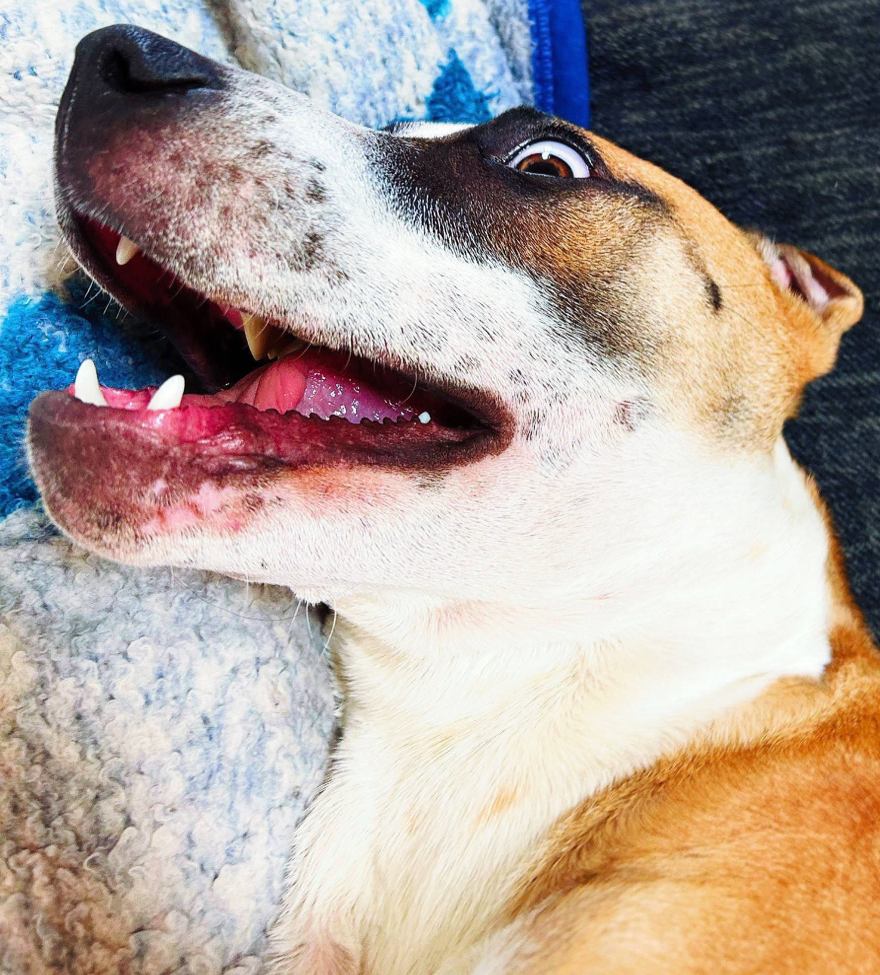 Bruno joined the competition — help win amazing prizes! canidae, carnivore, collar, companion_dog, dog, dog_breed, dog_collar, fang, fawn, fur, happy, jaw, paw, pet_supply, snout, sporting_group, terrestrial_animal, whiskers, working_animal, working_dog