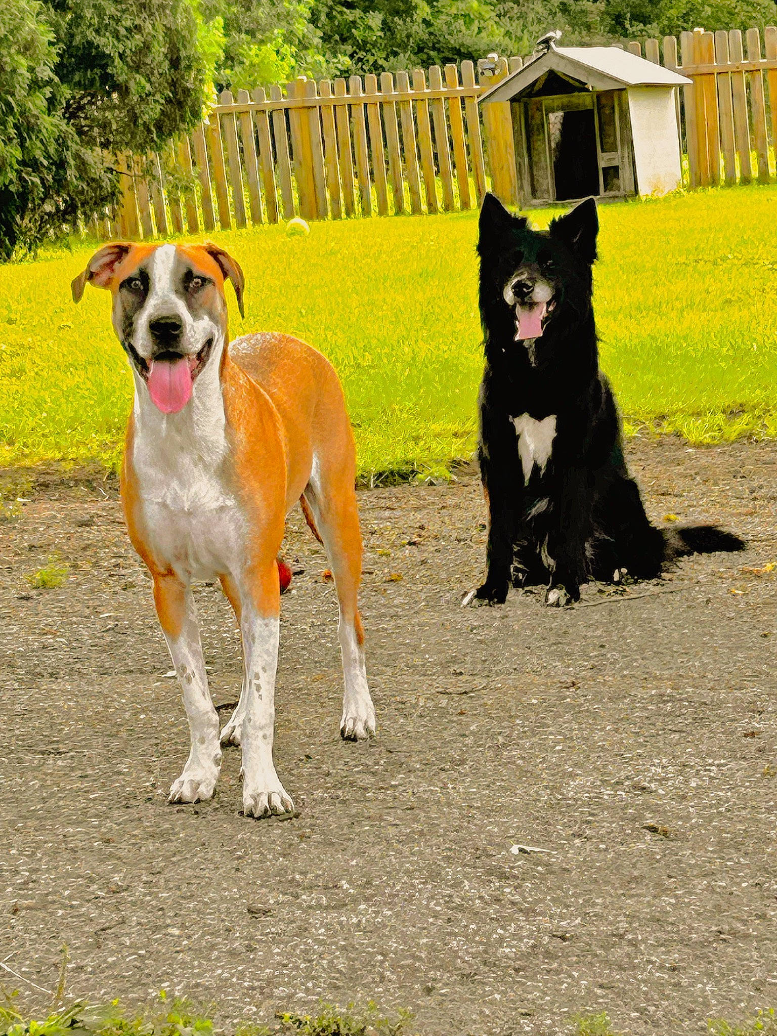 Bruno is registered to the contest to win money with this photo: canidae, carnivore, collar, companion_dog, dog, dog_breed, dog_collar, dog_supply, fawn, fence, grass, herding_dog, home_fencing, plant, snout, sporting_group, tail, tree, working_animal, working_dog