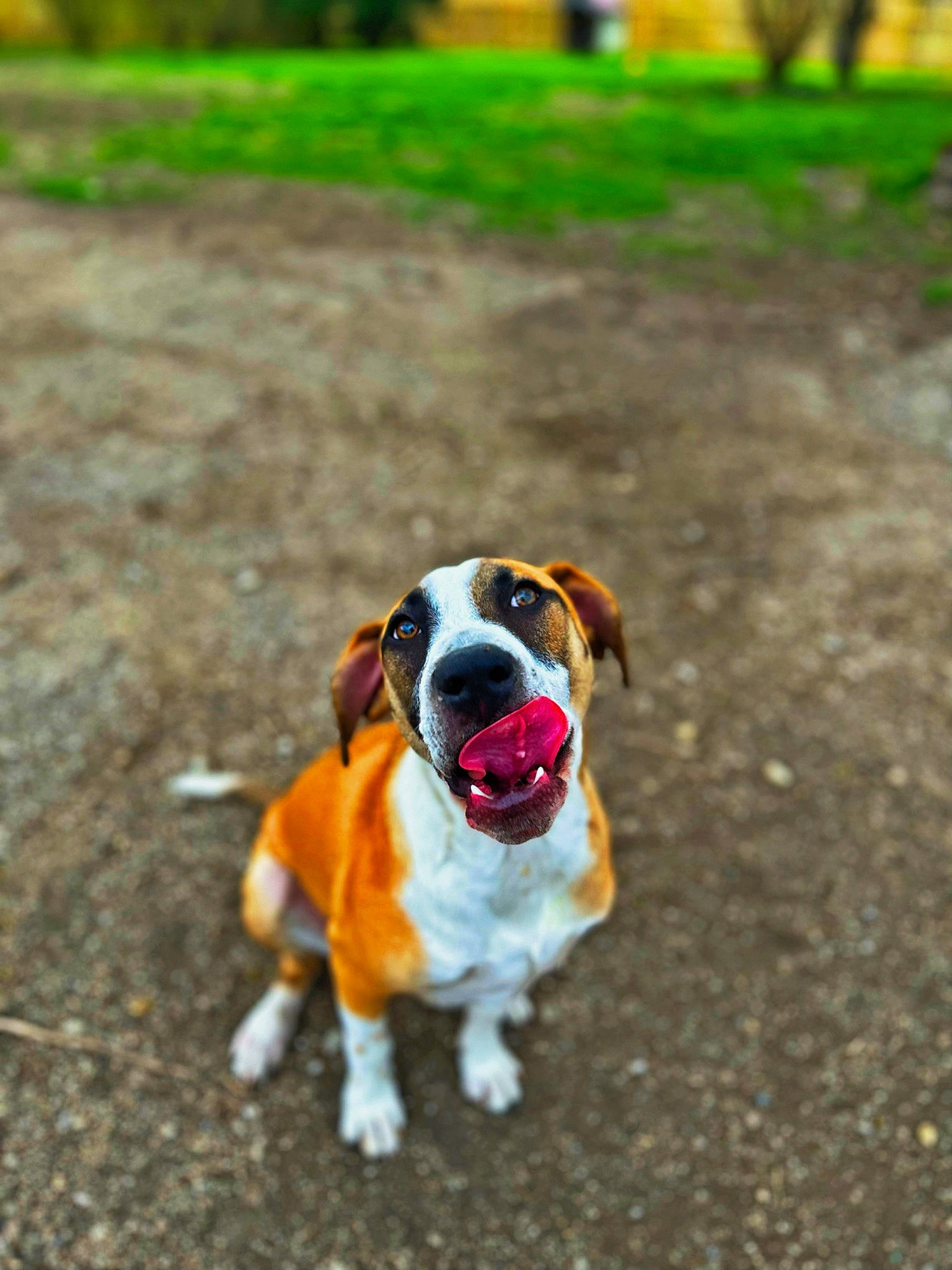 Bruno joined the competition — help win amazing prizes! asphalt, canidae, carnivore, collar, companion_dog, dog, dog_breed, dog_supply, fawn, grass, pet_supply, plant, road_surface, snout, soil, sporting_group, tail, tree, working_animal, working_dog