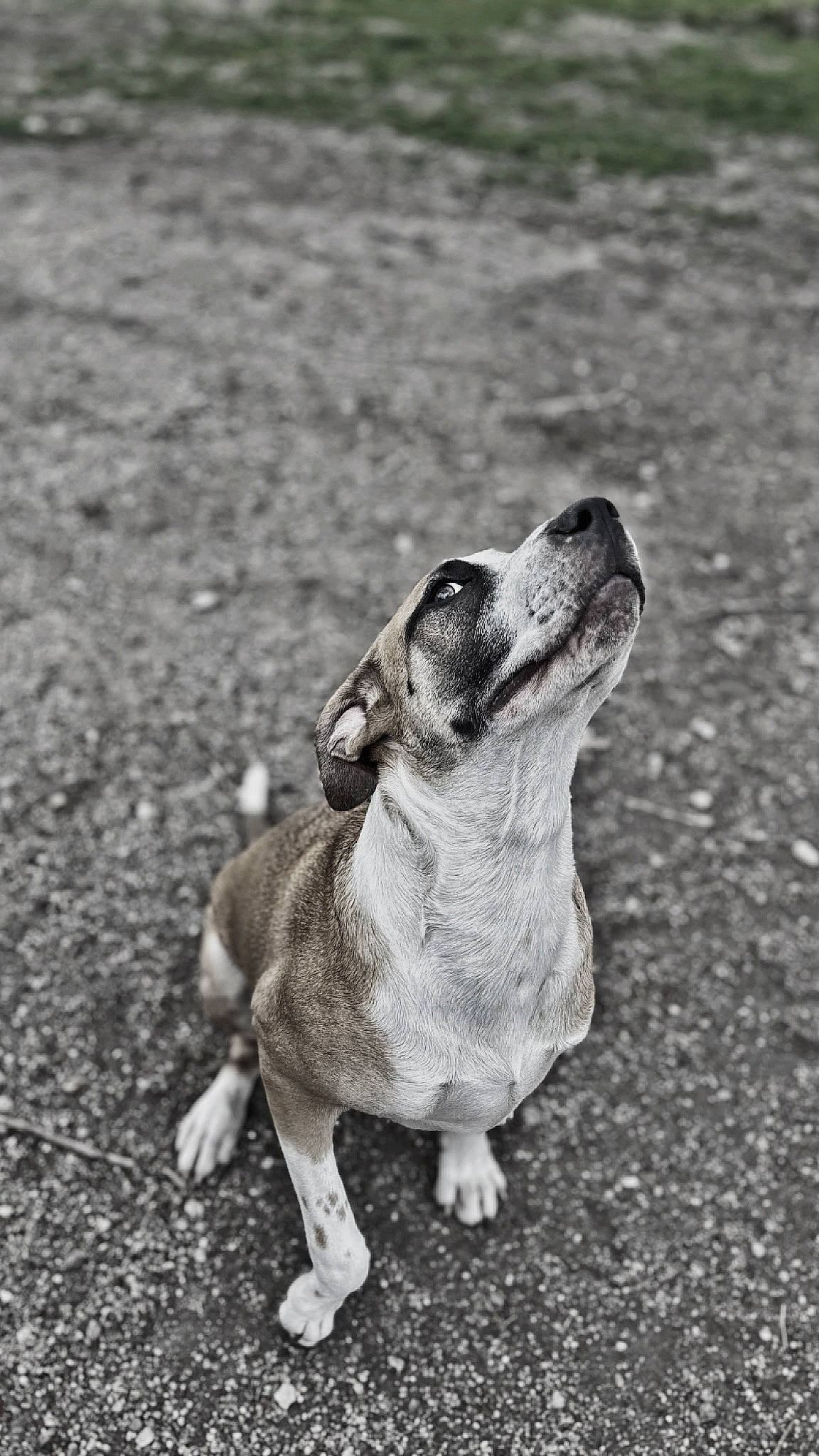 Bruno joined the competition — help win amazing prizes! black_and_white, canidae, carnivore, companion_dog, dog, dog_breed, fawn, grass, grey, hound, monochrome, monochrome_photography, paw, snout, soil, sporting_group, street_dog, style, terrestrial_animal, whiskers