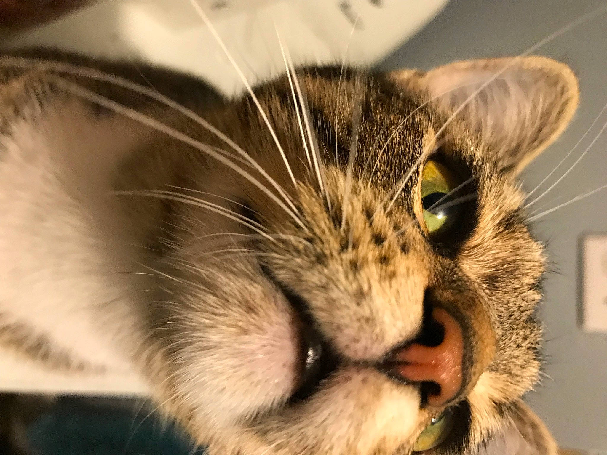 Queen joined the competition — help win amazing prizes! carnivore, cat, claw, comfort, domestic_short_haired_cat, ear, fang, felidae, fur, macro_photography, paw, small_to_medium_sized_cats, snout, terrestrial_animal, whiskers, wildlife