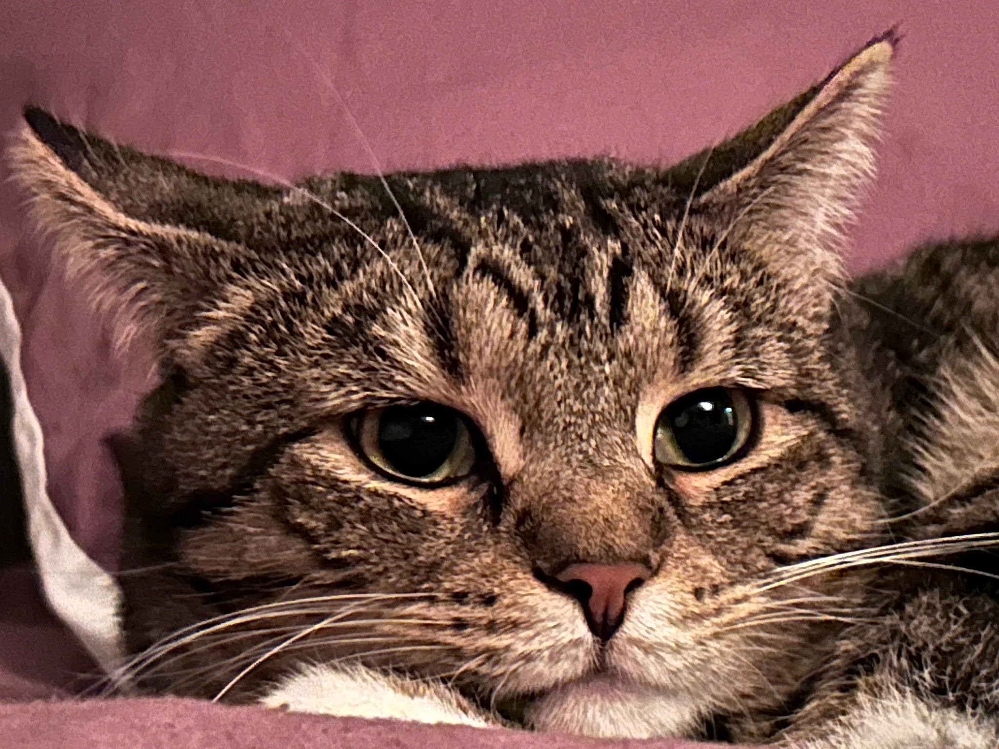 Queen joined the competition — help win amazing prizes! carnivore, cat, domestic_short_haired_cat, eye, felidae, fur, head, paw, small_to_medium_sized_cats, snout, terrestrial_animal, tree, whiskers, wildlife, window