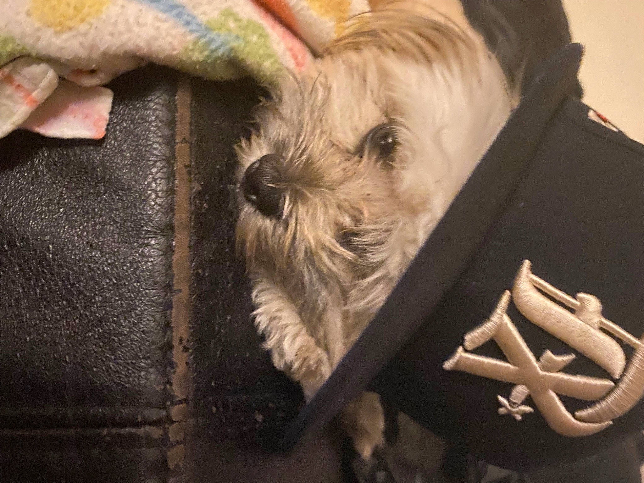 Brownie is registered to the contest to win money with this photo: biewer_terrier, canidae, carnivore, companion_dog, dog, dog_breed, dog_clothes, dog_supply, fashion_accessory, fawn, fur, poodle_crossbreed, schnauzer, small_terrier, sporting_group, terrier, toy_dog, wood, working_animal, yorkshire_terrier