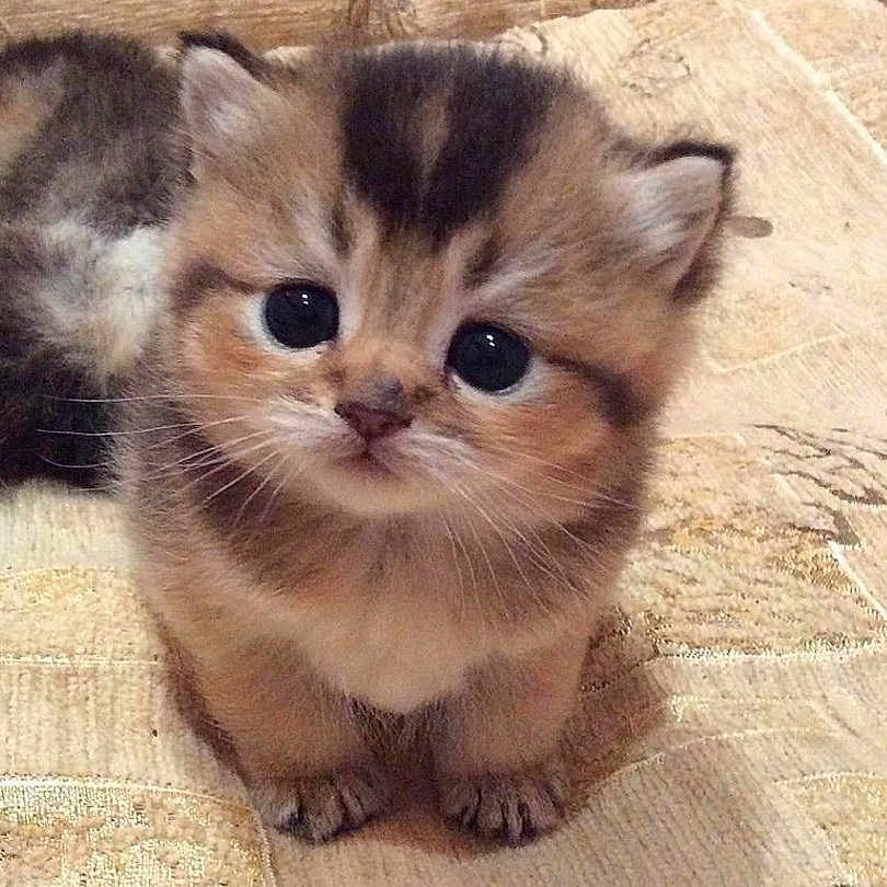 Snowball