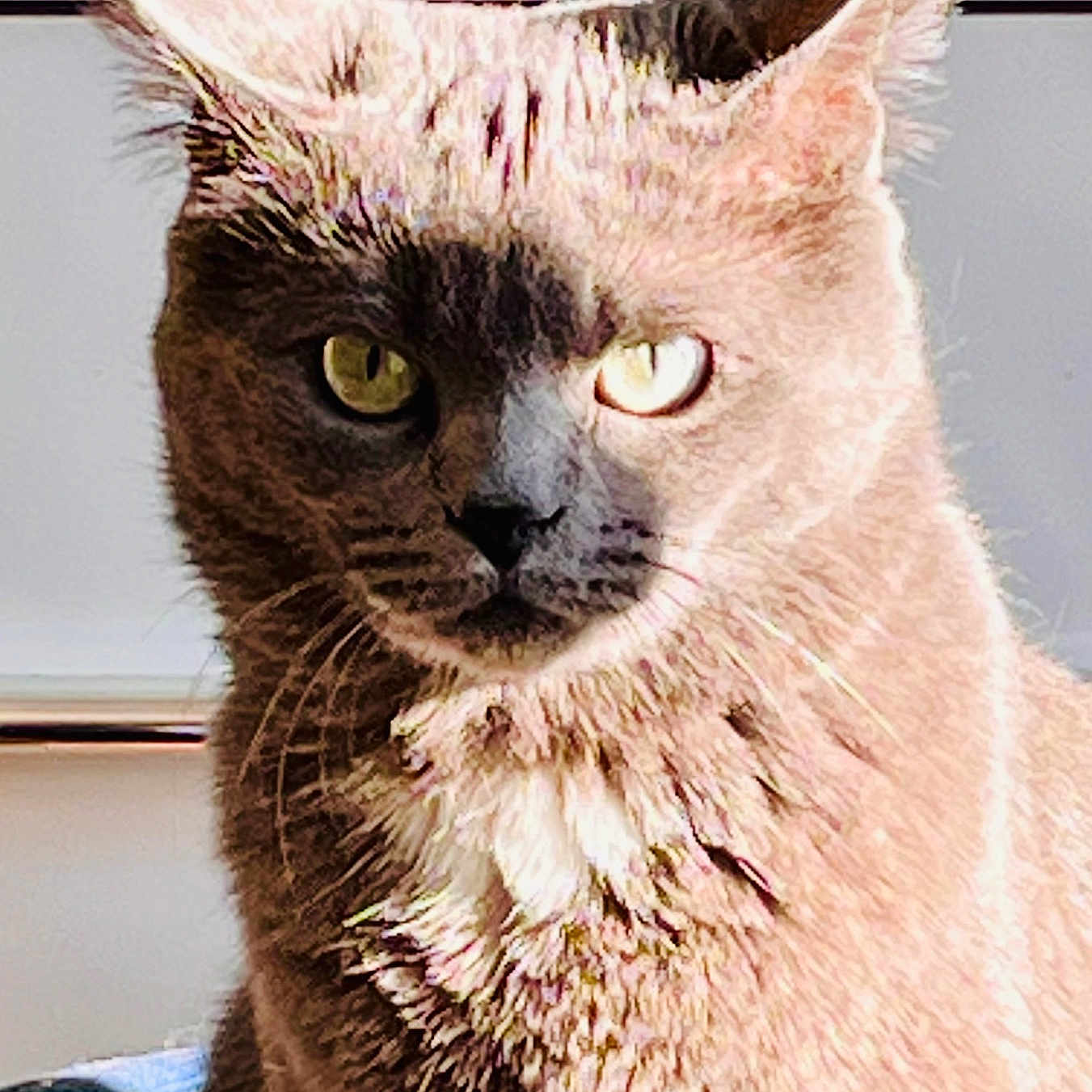 Lola a rejoint le concours — aidez-le/la à gagner de superbes lots ! animal, cat, close_up, cute, domestic_cat, ears, expression, face, feline, fur, indoor, looking, mammal, pet, portrait, serious, shadow, sunlight, whiskers, yellow_eyes