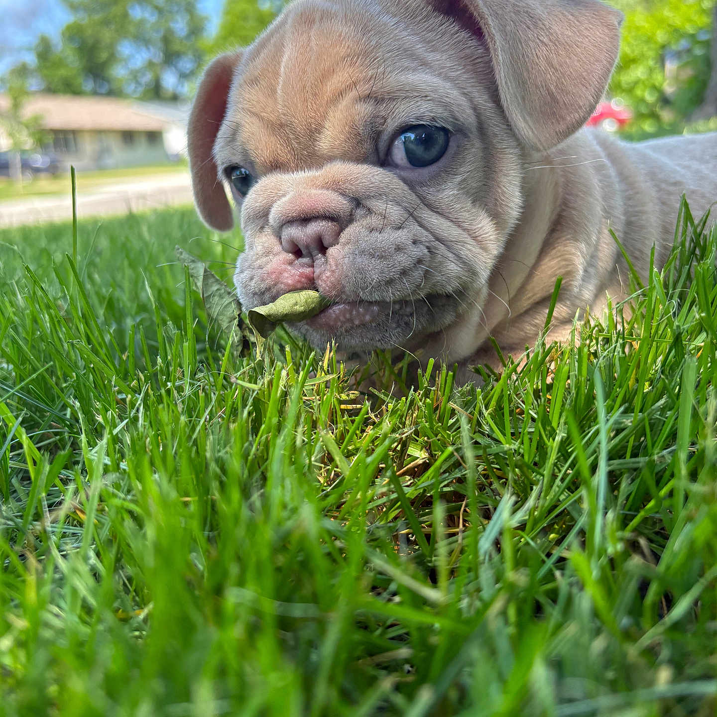Samson