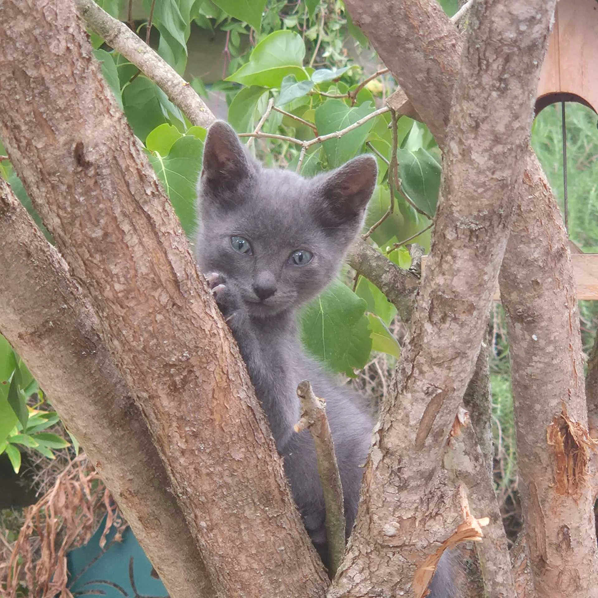 Bloom participe au concours pour gagner de l'argent avec cette photo : kitten, cat, gray_cat, tree, branches, leaves, outdoor, nature, curious, young_animal, pet, animal, feline, close_up, daylight, greenery, cute, wildlife, wood, playful