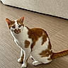 Muezza a rejoint le concours — aidez-le/la à gagner de superbes lots ! cat, orange_and_white, sitting, floor, wooden_floor, indoor, furniture, couch, pet, animal, looking, curious, whiskers, tail, ears, domestic_cat, feline, fur, home, companion