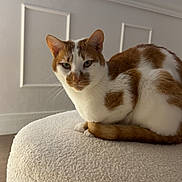 Muezza a rejoint le concours — aidez-le/la à gagner de superbes lots ! cat, orange_and_white_cat, pet, domestic_cat, indoor, furniture, ottoman, wall_paneling, television, curious, looking_at_camera, resting, white, brown, cozy, home, animal, feline, close_up, sitting