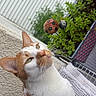 Muezza a rejoint le concours — aidez-le/la à gagner de superbes lots ! background, cat, closeup, curious, ears, eyes, feline, greenery, ladybug_decoration, nature, orange_and_white, outdoor, pet, plant, relaxed, resting, sunlight, tail, textured_surface, whiskers