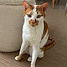 Muezza a rejoint le concours — aidez-le/la à gagner de superbes lots ! animal, attention, calm, cat, closeup, curious, cute, domestic, ears, feline, floor, furniture, home, indoor, orange_and_white, pet, sitting, tail, whiskers, wooden_floor