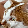 Muezza participe au concours pour gagner de l'argent avec cette photo : cat, close_up, ginger, white, feline, fur, whiskers, eye, resting, pet, animal, domestic, portrait, face, soft_light, indoor, focus, texture, cute, relaxed