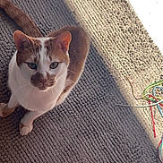 Muezza participe au concours pour gagner de l'argent avec cette photo : animal, cat, colorful_string, curious, cute, domestic, ears, feline, floor, indoor, looking_up, orange_and_white_cat, pet, rug, shadow, string, sunlight, textured_rug, toy, whiskers