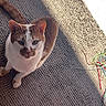 animal, cat, colorful_string, curious, cute, domestic, ears, feline, floor, indoor, looking_up, orange_and_white_cat, pet, rug, shadow, string, sunlight, textured_rug, toy, whiskers