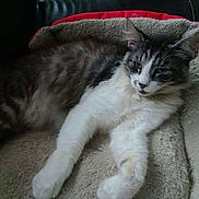 Grigri participe au concours pour gagner de l'argent avec cette photo : cat, feline, pet, animal, indoor, cozy, blanket, soft, relaxed, resting, fur, whiskers, pillow, sofa, green_plant, window, home, comfort, sleepy, cute