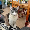 animal, blanket, cat, chair, cozy, cute, domestic_cat, furniture, gray_and_white, houseplant, indoor, living_room, pet, plant, portrait, relaxed, remote_control, table, tongue_out, wooden_floor