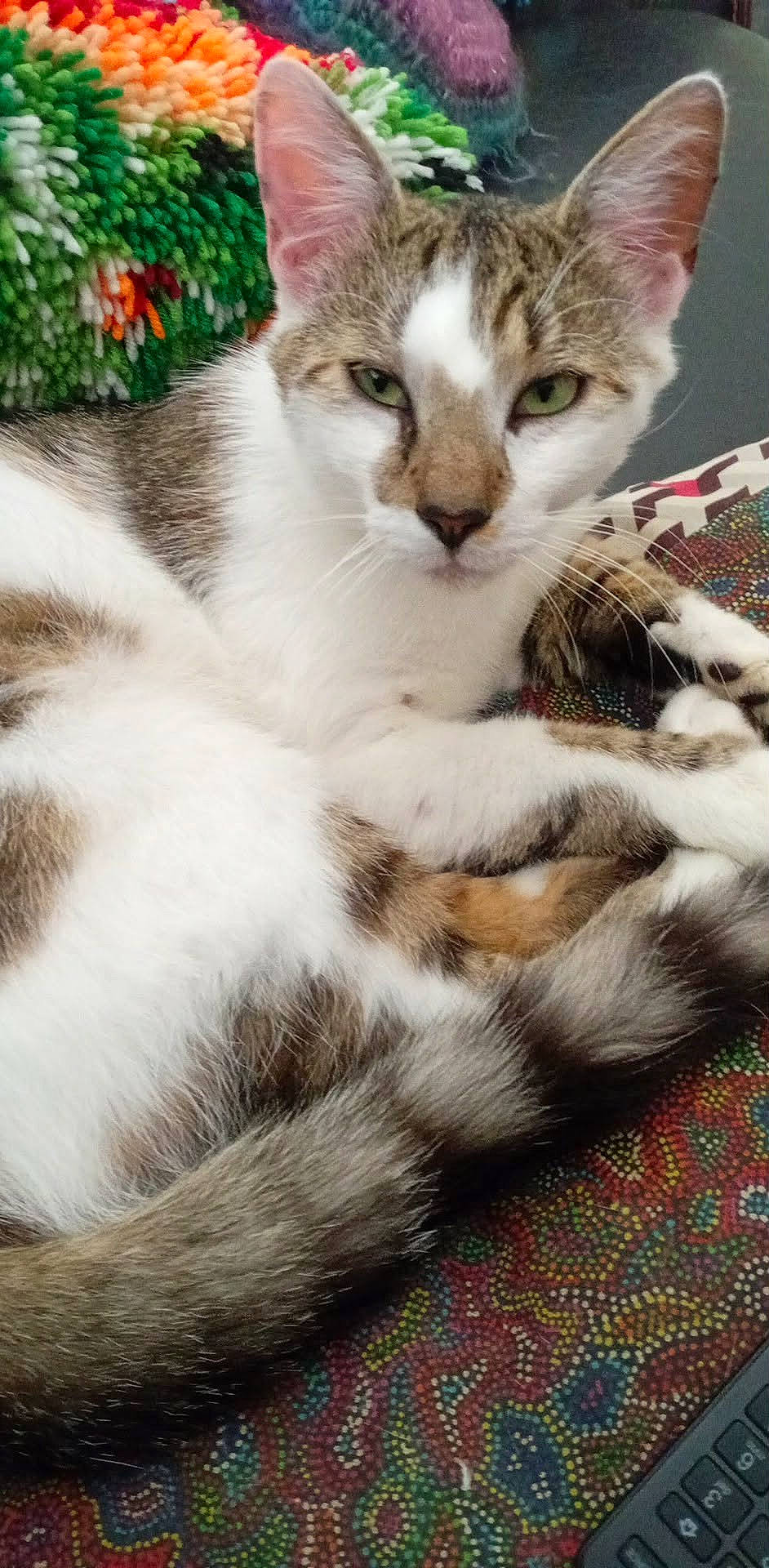 Loupe participe au concours pour gagner de l'argent avec cette photo : animal, cat, closeup, colorful, cozy, cushion, domestic, ears, feline, fur, green_eyes, indoor, patterned, pet, portrait, relaxed, resting, soft, tail, whiskers