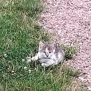 Loupe a rejoint le concours — aidez-le/la à gagner de superbes lots ! kitten, cat, grass, gravel, outdoor, pet, animal, nature, small, young, cute, resting, curious, fur, whiskers, daylight, green, ground, wildlife, mammal