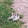 kitten, cat, grass, gravel, outdoor, pet, animal, nature, small, young, cute, resting, curious, fur, whiskers, daylight, green, ground, wildlife, mammal