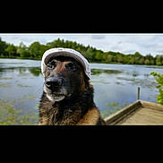 Darko participe au concours pour gagner de l'argent avec cette photo : dog, canine, hat, white_cap, outdoor, lake, water, nature, greenery, dock, calm, portrait, animal, fur, pet, summer, scenic, daytime, muzzle, ears