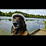 dog, canine, hat, white_cap, outdoor, lake, water, nature, greenery, dock, calm, portrait, animal, fur, pet, summer, scenic, daytime, muzzle, ears
