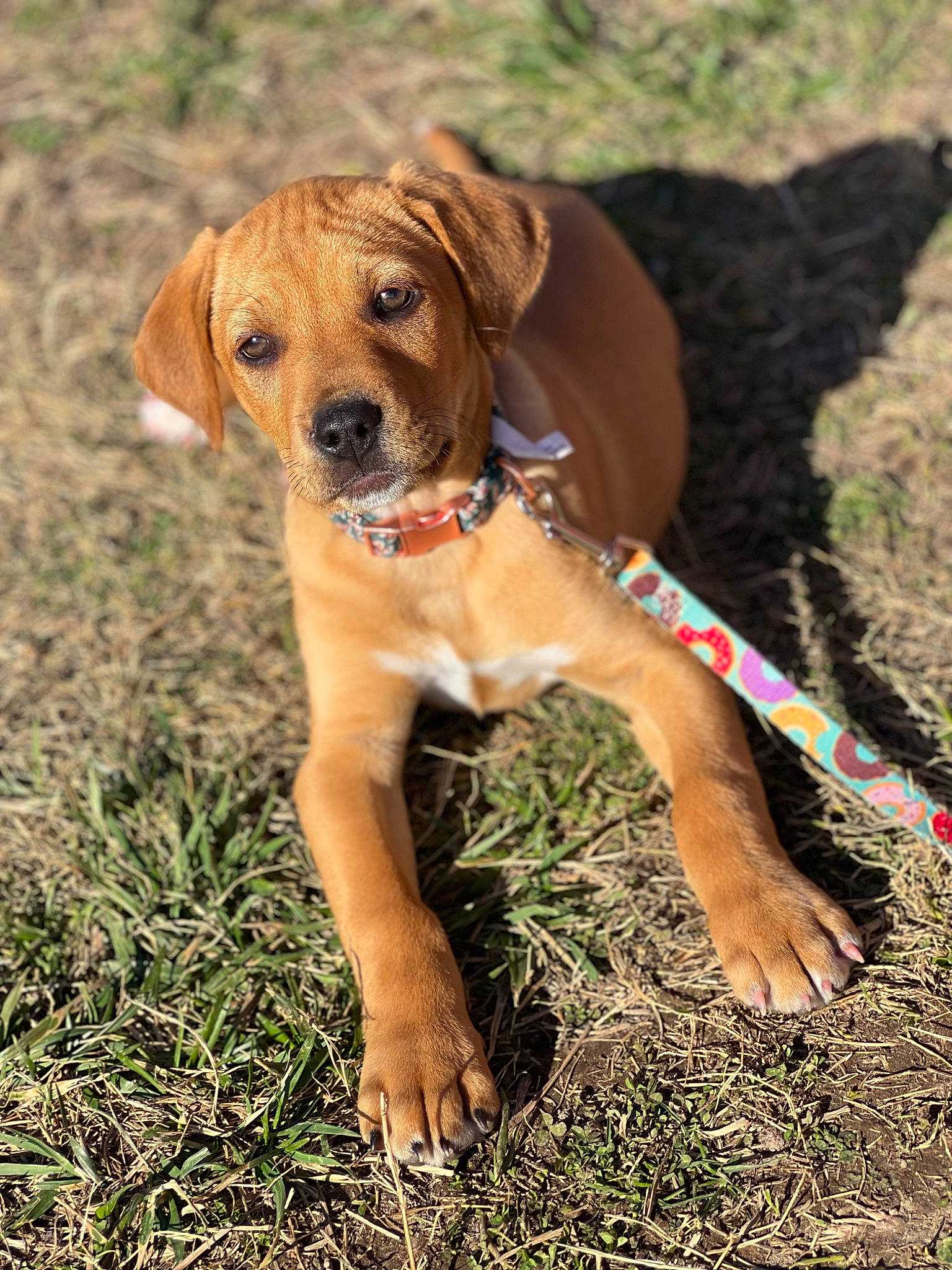 Emerald joined the competition — help win amazing prizes! carnivore, collar, companion_dog, dog, dog_breed, dog_collar, fawn, grass, gun_dog, hound, liver, molosser, plant, snout, soil, sporting_group, terrestrial_animal, whiskers, working_animal, working_dog